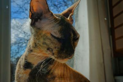 Прикрепленное изображение: DSC01033-2.jpeg